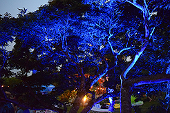 DAYLIGHT, DARK NIGHT AND BLUE SKIES WITH PAPA BUENO